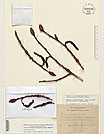 Herbarium sheet image thumbnail