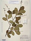 Herbarium sheet image thumbnail