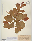 Herbarium sheet image thumbnail