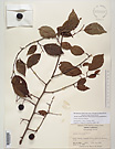 Herbarium sheet image thumbnail