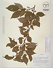 Herbarium sheet image thumbnail