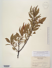 Herbarium sheet image thumbnail