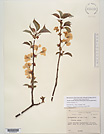 Herbarium sheet image thumbnail