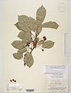 Herbarium sheet image thumbnail
