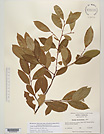 Herbarium sheet image thumbnail