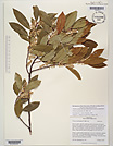 Herbarium sheet image thumbnail
