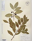 Herbarium sheet image thumbnail