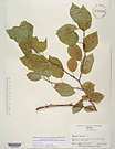 Herbarium sheet image thumbnail