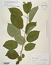 Herbarium sheet image thumbnail