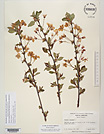 Herbarium sheet image thumbnail