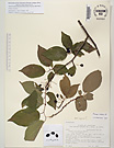 Herbarium sheet image thumbnail