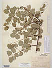 Herbarium sheet image thumbnail
