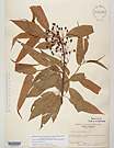 Herbarium sheet image thumbnail