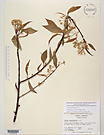 Herbarium sheet image thumbnail