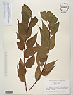 Herbarium sheet image thumbnail