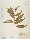 Herbarium sheet image thumbnail