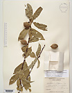 Herbarium sheet image thumbnail