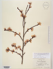 Herbarium sheet image thumbnail