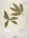 Herbarium sheet image thumbnail