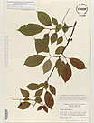 Herbarium sheet image thumbnail