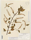 Herbarium sheet image thumbnail