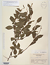 Herbarium sheet image thumbnail