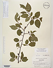 Herbarium sheet image thumbnail
