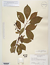 Herbarium sheet image thumbnail