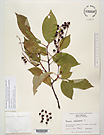 Herbarium sheet image thumbnail