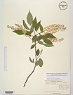 Herbarium sheet image thumbnail