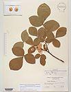 Herbarium sheet image thumbnail