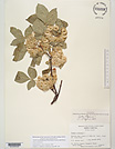 Herbarium sheet image thumbnail