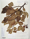 Herbarium sheet image thumbnail