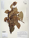 Herbarium sheet image thumbnail