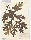Herbarium sheet image thumbnail
