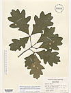 Herbarium sheet image thumbnail