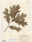 Herbarium sheet image thumbnail