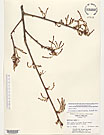 Herbarium sheet image thumbnail