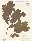 Herbarium sheet image thumbnail