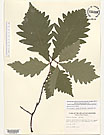 Herbarium sheet image thumbnail
