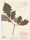 Herbarium sheet image thumbnail