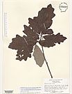 Herbarium sheet image thumbnail