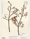Herbarium sheet image thumbnail