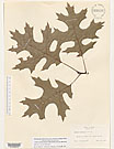Herbarium sheet image thumbnail