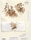 Herbarium sheet image thumbnail