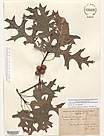Herbarium sheet image thumbnail