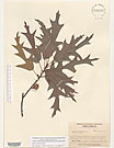 Herbarium sheet image thumbnail