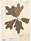 Herbarium sheet image thumbnail