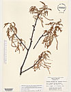 Herbarium sheet image thumbnail