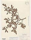 Herbarium sheet image thumbnail